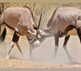 Gemsbok Fighting Photo By: Bernard Dupont Https://Creativecommons.org/Licenses/By/2.0/ 