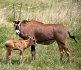 Fringe-Eared Oryx Mom And Calf Photo By: Ted Https://Creativecommons.org/Licenses/By/2.0/ 