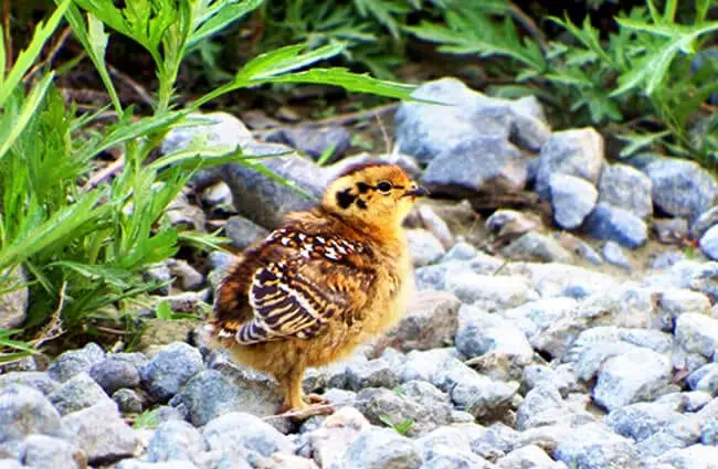 Partridge chick Photo by: Наталья Коллегова https://pixabay.com/photos/partridge-chicks-road-meeting-2512707/ 
