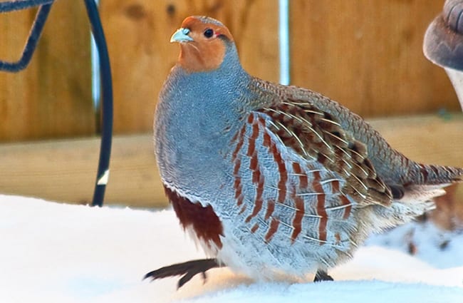 Grey Partridge Photo by: David Mitchell https://creativecommons.org/licenses/by/2.0/ 