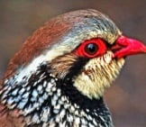 Red-Legged Partridge Photo By: Martin Kemp Https://Creativecommons.org/Licenses/By/2.0 