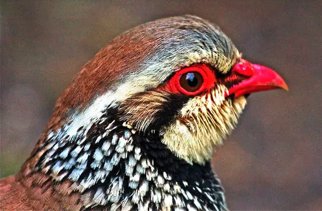 Red-Legged Partridge Photo by: martin kemp https://creativecommons.org/licenses/by/2.0 