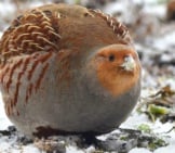 Grey Partridge, Huddling For Warmth On A Snowy Day Photo By: Ekaterina Chernetsova (Papchinskaya) Https://Creativecommons.org/Licenses/By/2.0 