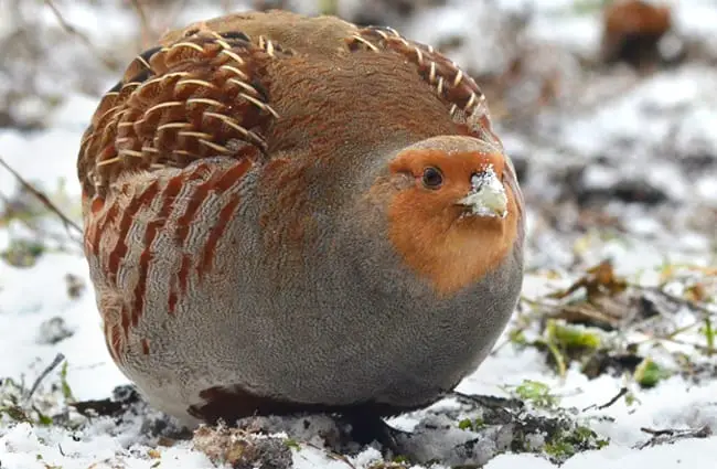 Grey Partridge, huddling for warmth on a snowy day Photo by: Ekaterina Chernetsova (Papchinskaya) https://creativecommons.org/licenses/by/2.0 