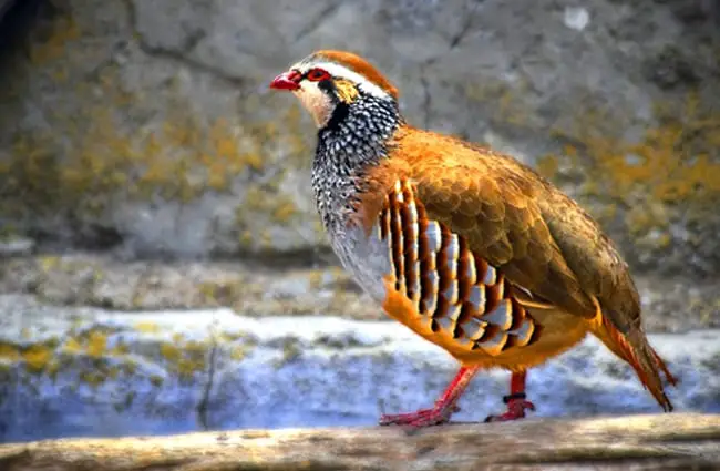 Red-Legged Partridge Photo by: enriquelopezgarre https://pixabay.com/photos/animal-partridge-ave-nature-pen-4262778/ 