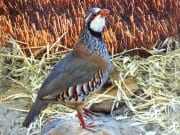 Grey PartridgePhoto by: daniel alonsohttps://pixabay.com/photos/partridge-ave-bird-wild-nature-2018581/