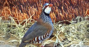 Grey PartridgePhoto by: daniel alonsohttps://pixabay.com/photos/partridge-ave-bird-wild-nature-2018581/