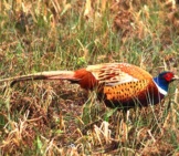 Common Pheasant Photo By: Andy Vernon Https://Creativecommons.org/Licenses/By/2.0/ 