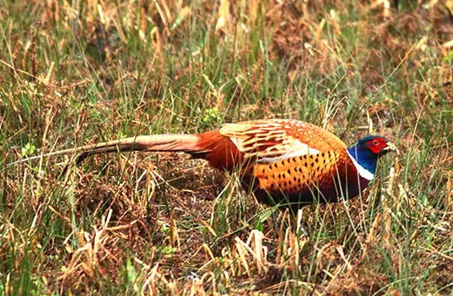 Common Pheasant Photo by: Andy Vernon https://creativecommons.org/licenses/by/2.0/ 