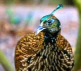 Himalayan Monal Pheasant Photo By: Cuatrok77 Https://Creativecommons.org/Licenses/By/2.0/ 