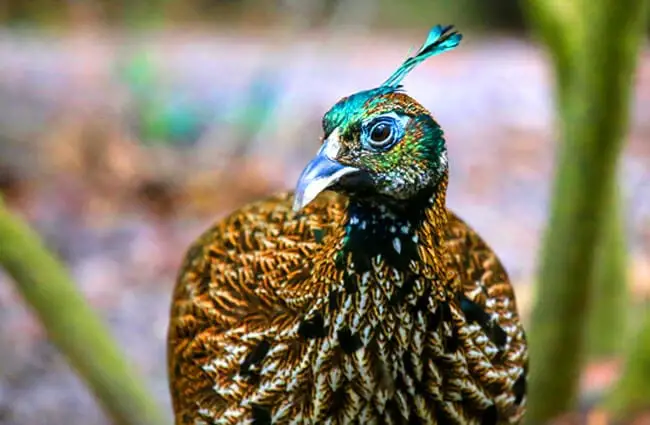 Himalayan Monal Pheasant Photo by: cuatrok77 https://creativecommons.org/licenses/by/2.0/ 