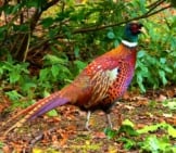 Common Pheasant Photo By: Paul Albertella Https://Creativecommons.org/Licenses/By/2.0/ 