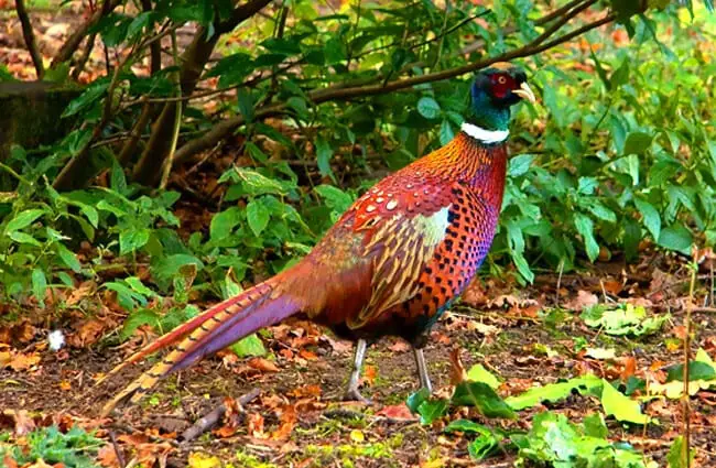 Common Pheasant Photo by: Paul Albertella https://creativecommons.org/licenses/by/2.0/ 