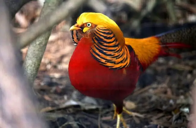 Красивый золотой фазан Фото: cuatrok77 https://creativecommons.org/licenses/by/2.0/