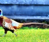 Ring-Necked Pheasant Photo By: Robert Pittman Https://Creativecommons.org/Licenses/By/2.0/ 