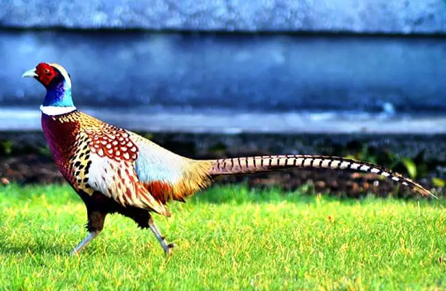 Ring-Necked Pheasant Photo by: Robert Pittman https://creativecommons.org/licenses/by/2.0/ 