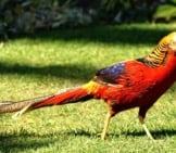 Golden Pheasant In The Gardenphoto By: Peter Trimminghttps://Creativecommons.org/Licenses/By/2.0/