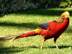 Golden Pheasant in the gardenPhoto by: Peter Trimminghttps://creativecommons.org/licenses/by/2.0/
