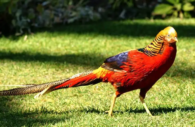 Golden Pheasant in the gardenPhoto by: Peter Trimminghttps://creativecommons.org/licenses/by/2.0/