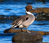 The Northern Pintail Is A Graceful, Elegant Birdphoto By: Marneejillhttps://Creativecommons.org/Licenses/By-Sa/2.0/