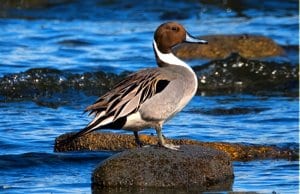 The Northern Pintail is a graceful, elegant birdPhoto by: marneejillhttps://creativecommons.org/licenses/by-sa/2.0/