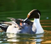 This Dabbling Duck Is A Northern Pintail Photo By: Pacific Southwest Region Usfws Https://Creativecommons.org/Licenses/By-Sa/2.0/ 
