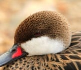 Closeup Of A White-Cheeked Pintail Photo By: Milo Bostock Https://Creativecommons.org/Licenses/By-Sa/2.0/ 