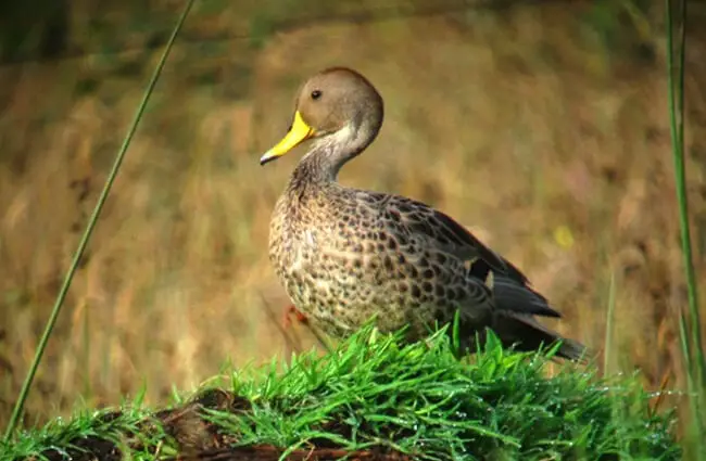 Yellow-billed Pintail duck Photo by: Félix Uribe https://creativecommons.org/licenses/by-sa/2.0/ 