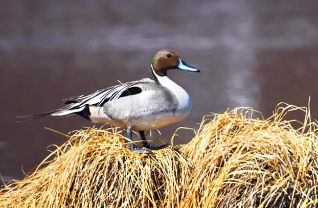 Portrait of a Northern Pintail on a reed bank Photo by: skeeze https://pixabay.com/photos/pintail-duck-portrait-waterfowl-3752472/ 