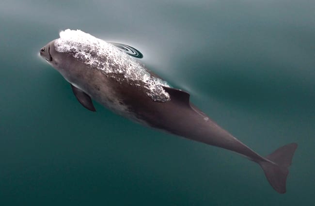 Harbor Porpoise Photo by: skeeze https://pixabay.com/photos/harbor-porpoise-water-sea-752591/ 