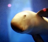 Finless Porpoise At Miyajima Aquarium, Japan Photo By: Ori2Uru Cc By 2.0 Https://Creativecommons.org/Licenses/By/2.0 
