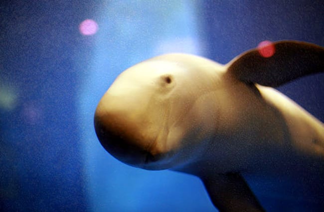 Finless Porpoise at Miyajima Aquarium, Japan Photo by: ori2uru CC BY 2.0 https://creativecommons.org/licenses/by/2.0 