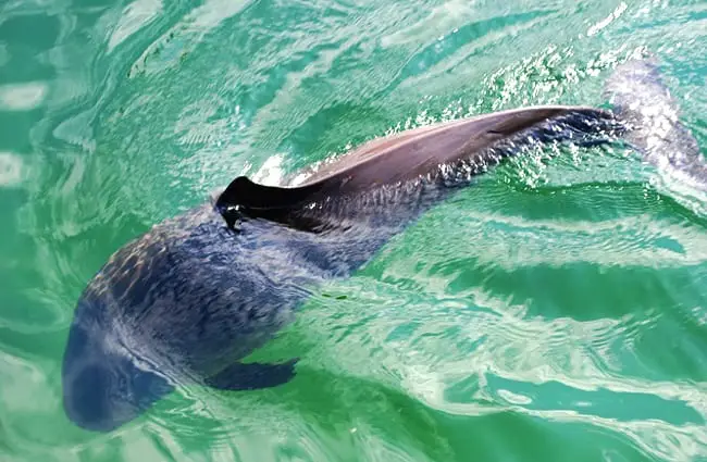 The Harbor Porpoise Photo by: Erik Christensen CC BY-SA 3.0 https://creativecommons.org/licenses/by-sa/3.0 