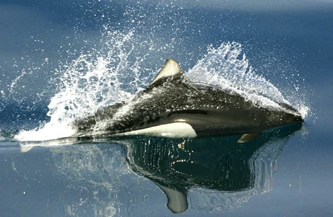 Dall’s Porpoise Photo by: NOAA Fisheries, public domain