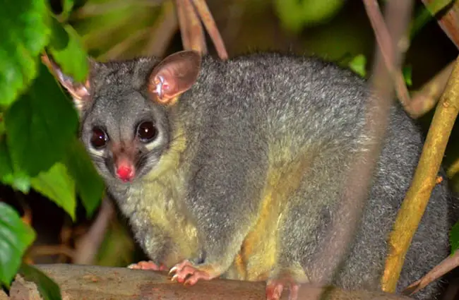 Brush-tailed Possum Photo by: Laurie Boyle https://creativecommons.org/licenses/by/2.0/ 