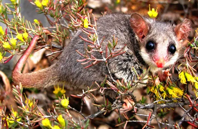 The tiny Eastern Pygmy Possum blending in Photo by: Beyond Coal &amp; Gas Image Library https://creativecommons.org/licenses/by/2.0/ 