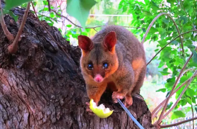 Possum in the backyard treePhoto by: Yun Huang Yonghttps://creativecommons.org/licenses/by/2.0/