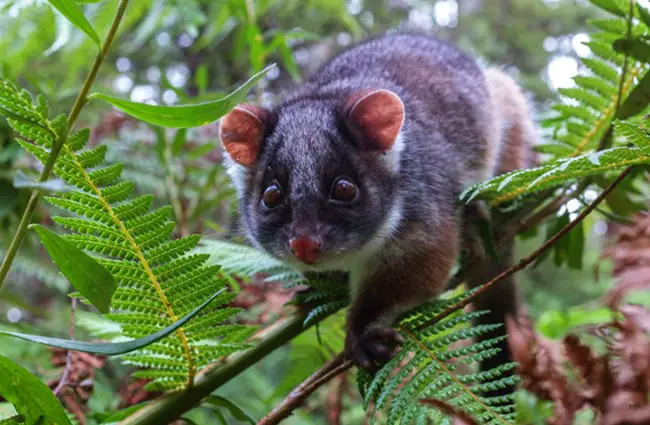 Ringtail Possum in a tree Photo by: r reeve https://creativecommons.org/licenses/by/2.0/ 