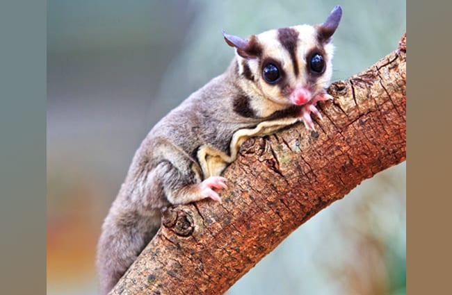 Sugar Glider Photo by: (c) Reeed www.fotosearch.com