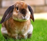 Cute Lop-Eared Bunny On The Lawn Photo By: Mikesphotos Https://Pixabay.com/Photos/Rabbit-Garden-Bunny-Spring-Green-1422882/ 