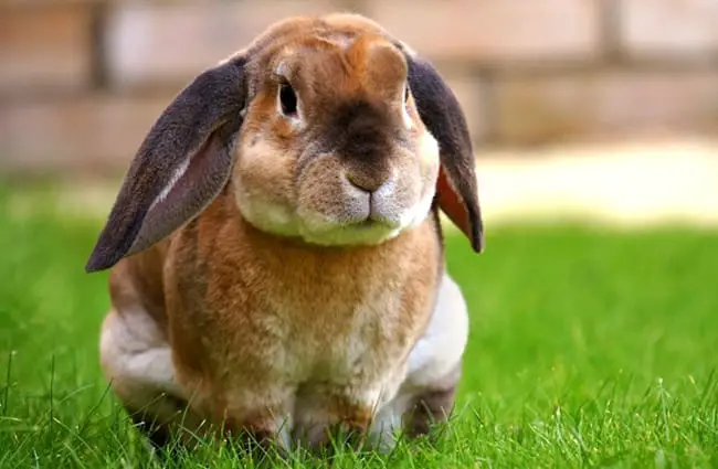 Cute lop-eared bunny on the lawn Photo by: MikesPhotos https://pixabay.com/photos/rabbit-garden-bunny-spring-green-1422882/ 