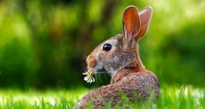 Portrait of a pretty pet bunny rabbitPhoto by: David Markhttps://pixabay.com/photos/rabbit-hare-animal-cute-adorable-1903016/