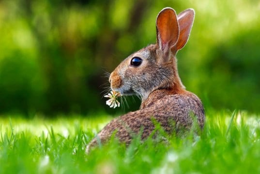 Portrait of a pretty pet bunny rabbitPhoto by: David Markhttps://pixabay.com/photos/rabbit-hare-animal-cute-adorable-1903016/