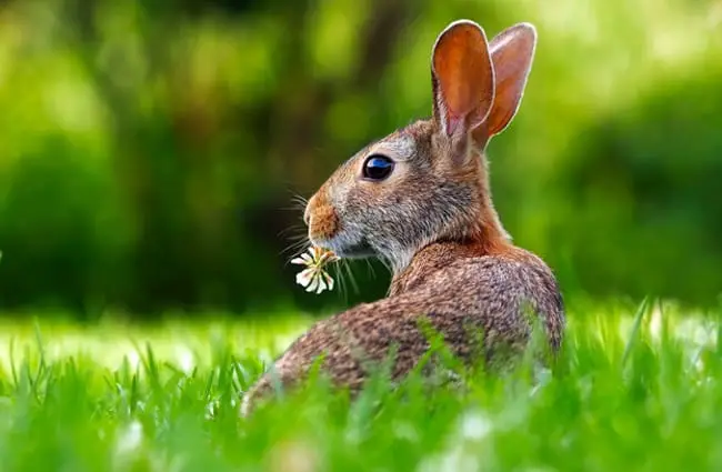 Портрет симпатичного домашнего кроликаФото: Дэвид Маркhttps://pixabay.com/photos/rabbit-hare-animal-cute-adorable-1903016 /
