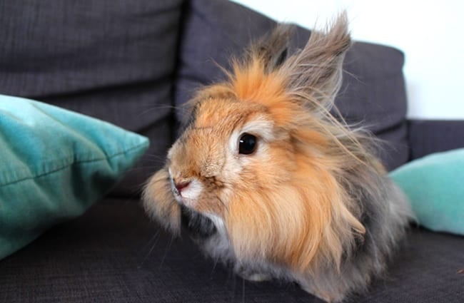 Японский ангорский кролик Фото: Neko412 https://pixabay.com/photos/rabbit-angora-rabbit-japanese-rabbit-1296926/