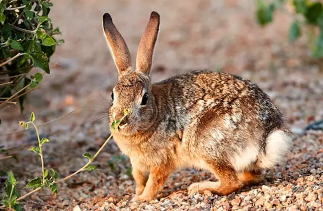 Cottontail Rabbit posing for a pic Photo by: Henry https://creativecommons.org/licenses/by/2.0/ 