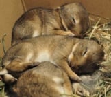 Baby Bunnies Sleeping Photo By: Jannes Pockele Https://Creativecommons.org/Licenses/By/2.0/ 