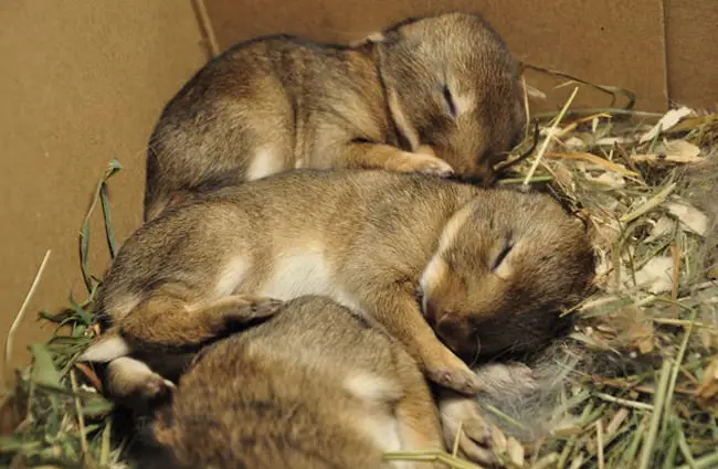 Baby bunnies sleeping Photo by: Jannes Pockele https://creativecommons.org/licenses/by/2.0/ 