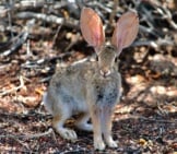 Desert Cottontail Photo By: Renee Grayson Https://Creativecommons.org/Licenses/By/2.0/ 