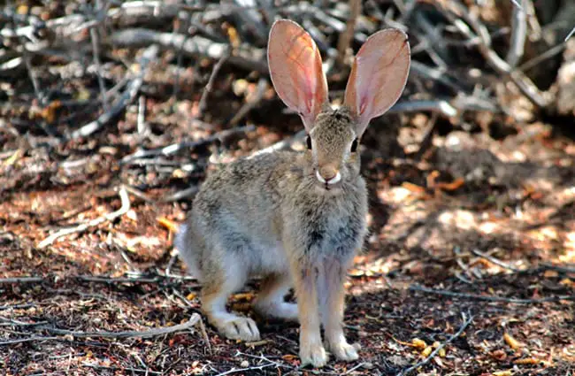 Desert Cottontail Photo by: Renee Grayson https://creativecommons.org/licenses/by/2.0/ 